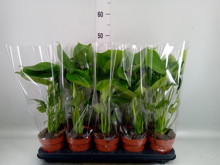 <h4>Monstera delic.</h4>