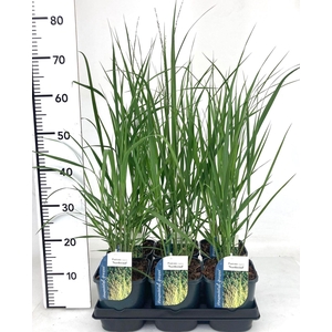 Panicum virgatum