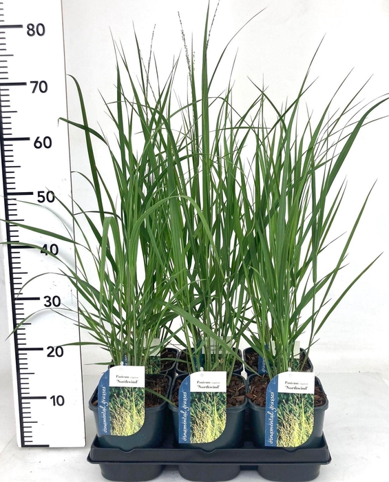 <h4>Panicum virgatum</h4>