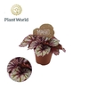 Begonia Magic Colours Lambada