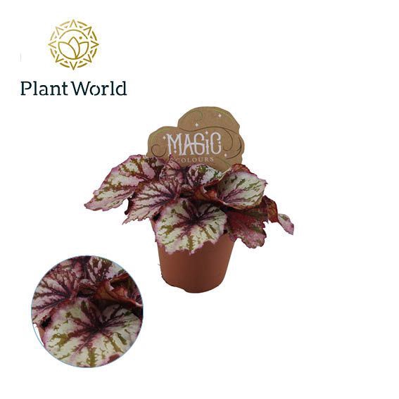 Begonia Magic Colours Lambada
