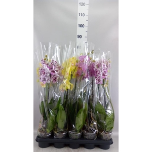 Phalaenopsis   ...mix