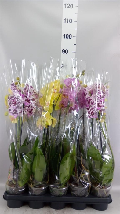 <h4>Phalaenopsis   ...mix</h4>