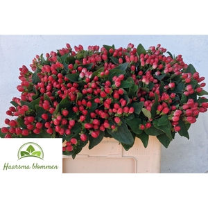 HYP CHERRY DRAMA
