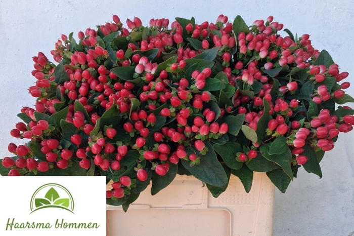 <h4>HYP CHERRY DRAMA</h4>