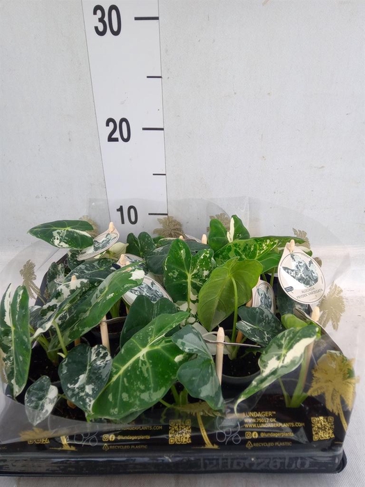 <h4>Alocasia   ...</h4>