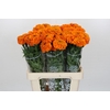 Tagetes Marigold Promise Orange