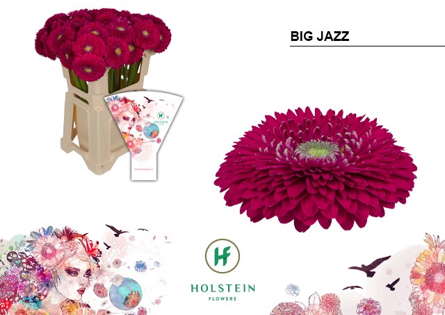 <h4>GE GB GERPONI BIG JAZZ Emmer Hoes x40</h4>