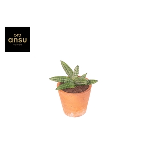 Sansevieria Inti Mini No 5. Terracotta