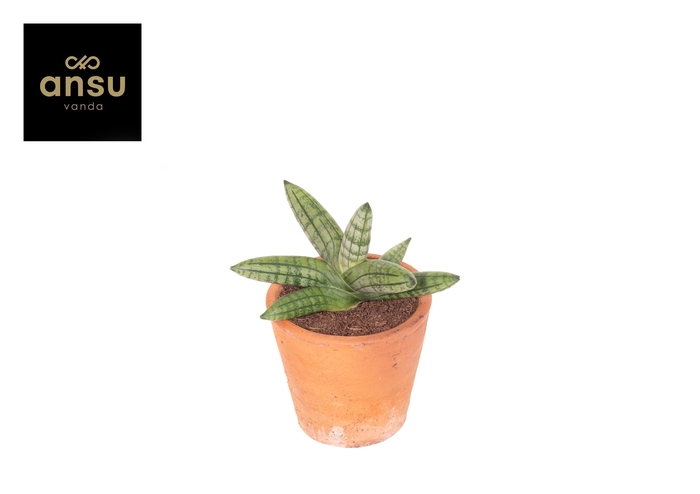 <h4>Sansevieria Inti Mini No 5. Terracotta</h4>