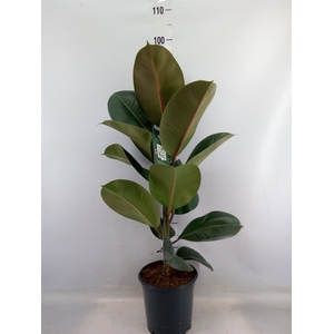 Ficus elastica 'Robusta'