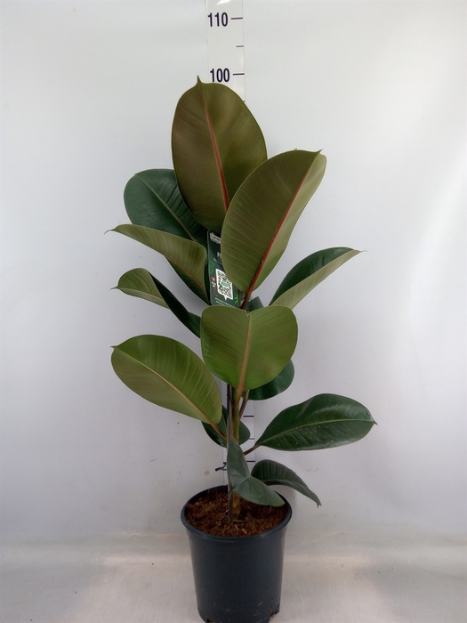 <h4>Ficus elastica 'Robusta'</h4>