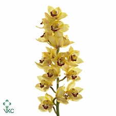 Cymbidium Sunkist