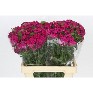 Dianthus Br Amazon Neon Cherry