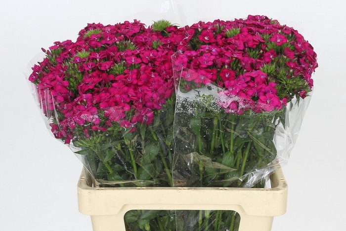 <h4>Dianthus Br Amazon Neon Cherry</h4>