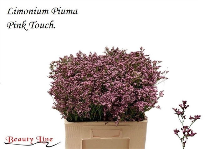 <h4>LIM PIUMA PINK TOUCH</h4>