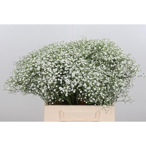 Gyps Zinzi Aboa