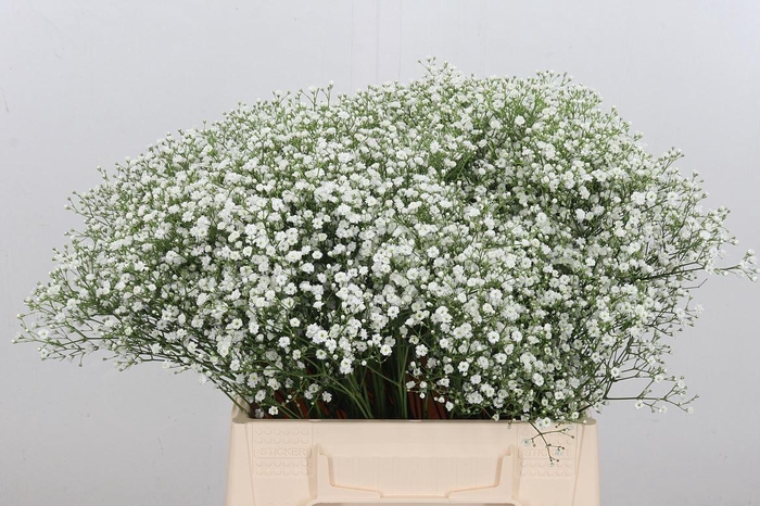 <h4>Gyps Zinzi Aboa</h4>