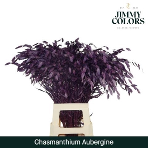 Chasmanthium L70 Aubergine