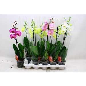 PHAL GEM