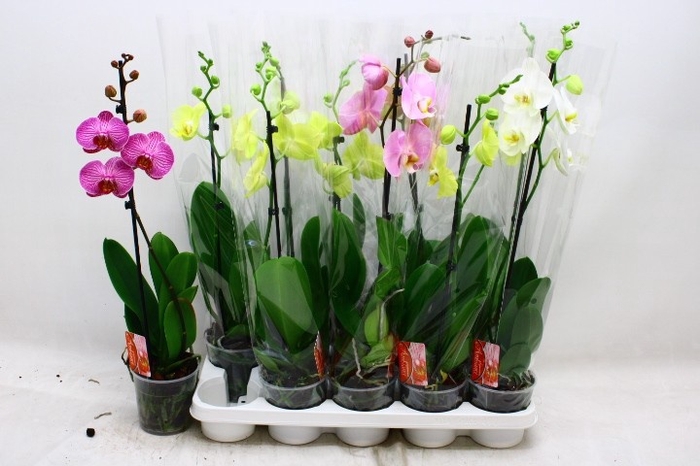 <h4>PHAL GEM</h4>