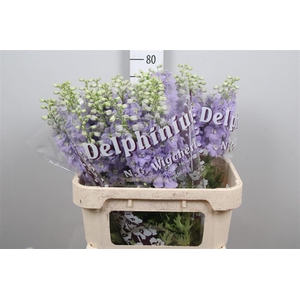 Delph Du Dewi Impres
