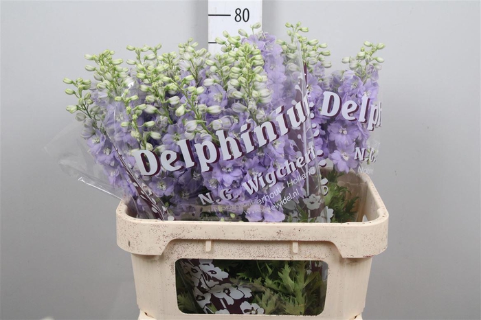 <h4>Delph Du Dewi Impres</h4>