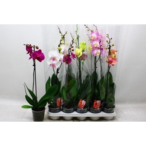 PHAL GEM