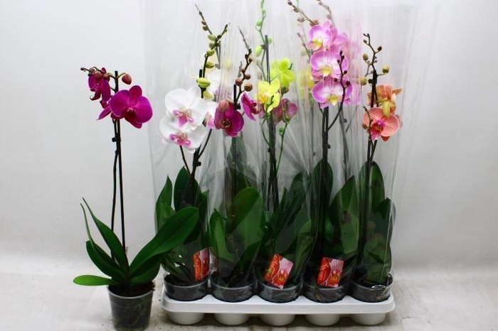 <h4>PHAL GEM</h4>