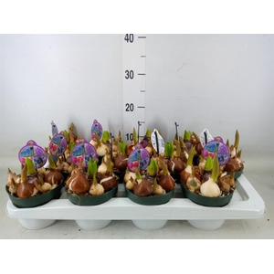 Bolbloemen   ...mix in pot