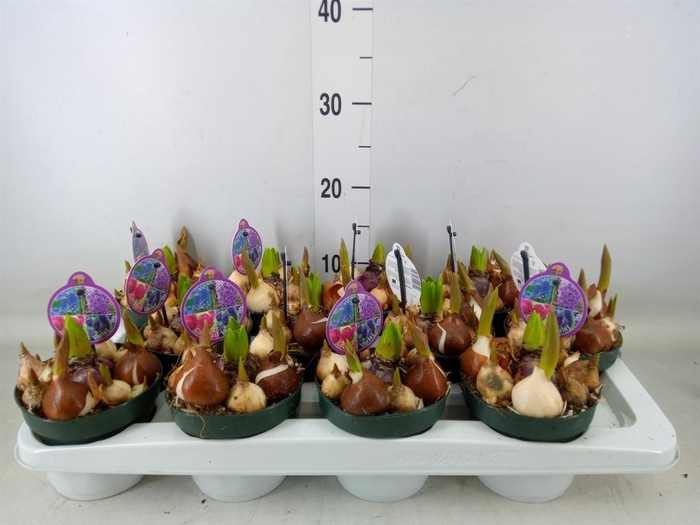 <h4>Bolbloemen   ...mix in pot</h4>