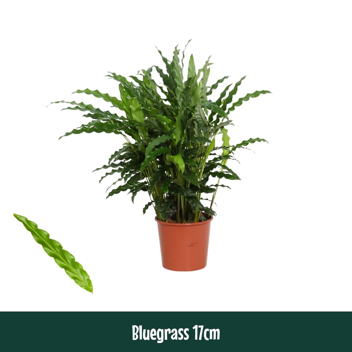<h4>Calathea 17cm Bluegrass - Living</h4>
