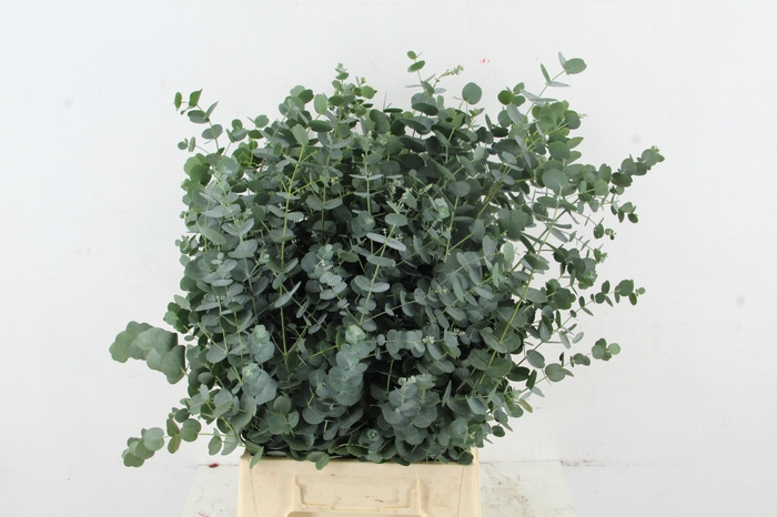 <h4>EUCA GU AZURA 055CM</h4>