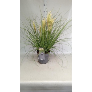 Cortaderia sell. 'Tiny Pampa'