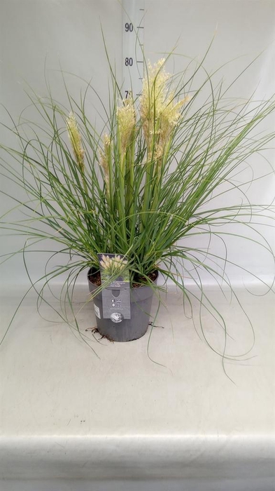 <h4>Cortaderia sell. 'Tiny Pampa'</h4>