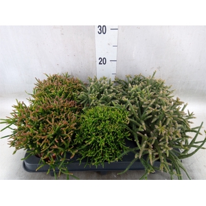 Rhipsalis   ...mix