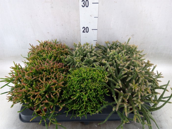 <h4>Rhipsalis   ...mix</h4>