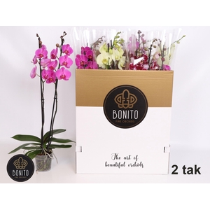 PHAL GEM 8 KL