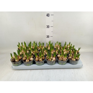 Muscari  'Magic White'