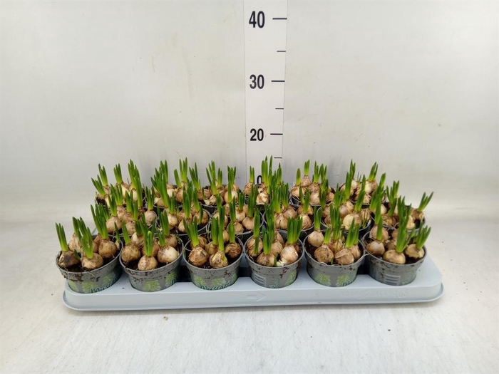 <h4>Muscari  'Magic White'</h4>