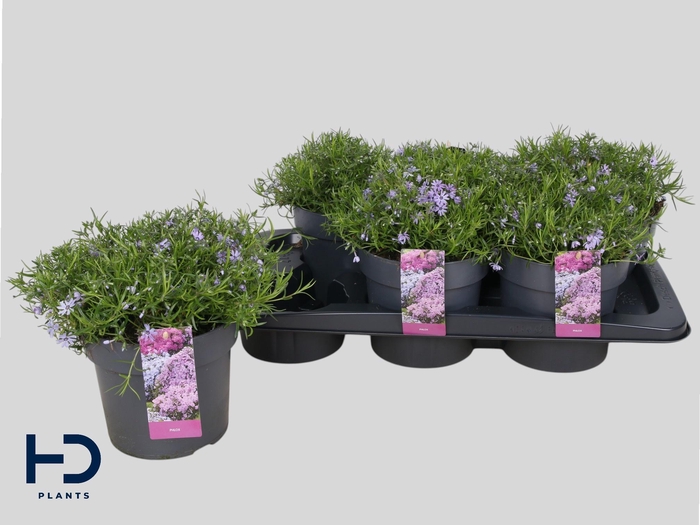 <h4>PHLOX SUBULATA</h4>