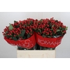 Hypericum True Romance