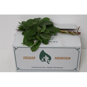 Salal Mini X25 (p. Bos)