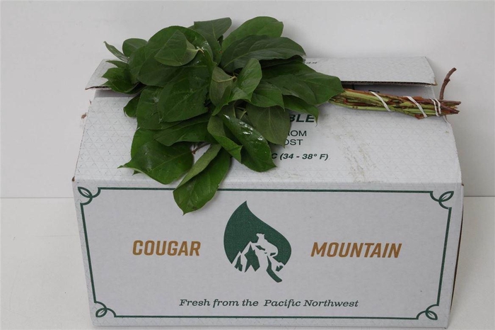 <h4>Salal Mini X25 (p. Bos)</h4>