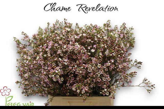 <h4>CHAME REVELATION</h4>