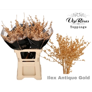 Ilex Antique Gold 60 Cm