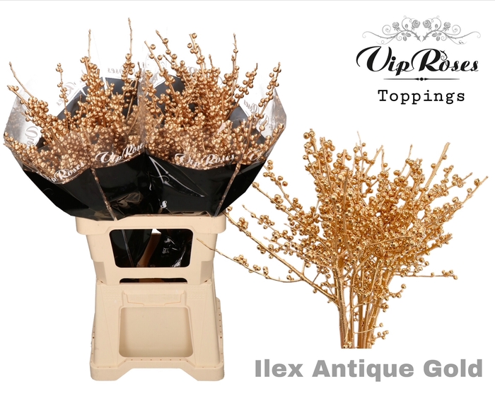 <h4>ILEX ANTIQUE GOLD 60 cm</h4>