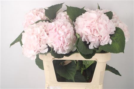 <h4>Hydr M Sweet Verena</h4>