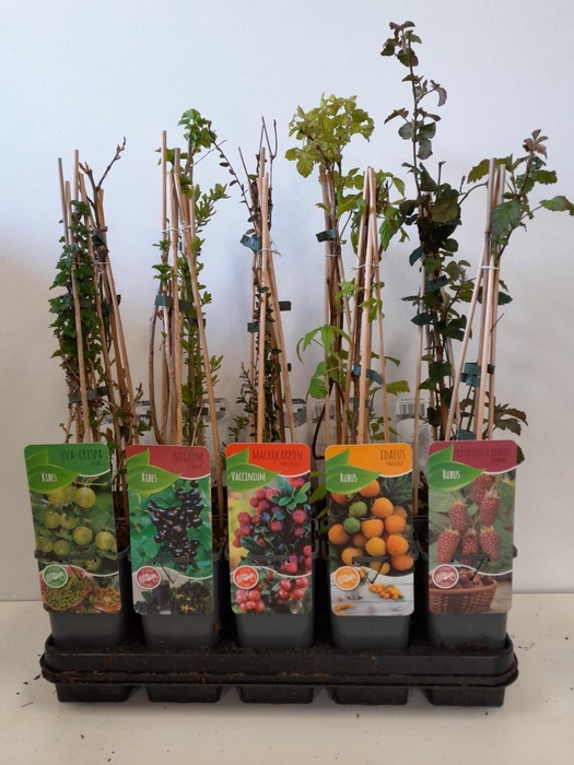 <h4>Fruitmix; Ribes, Rubus, Vaccinimum, Lycium</h4>