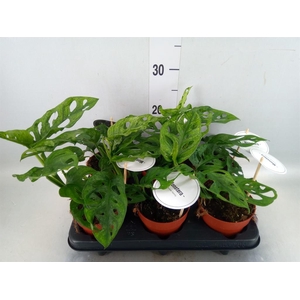 Monstera obliqua 'Leichtlinii'